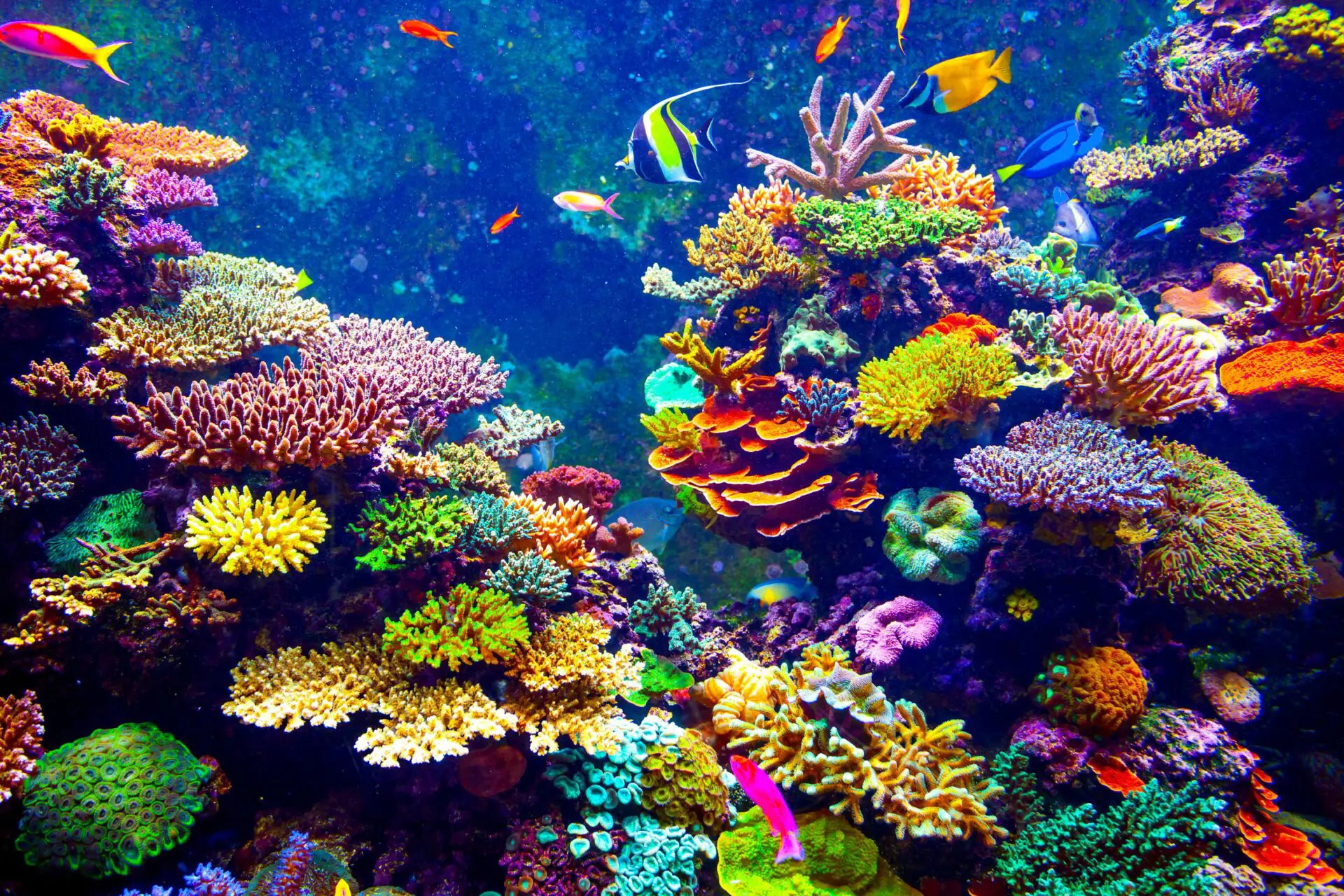 Coral Reef in Ocean